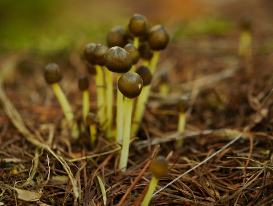 Welk paddenstoeltje is dit?